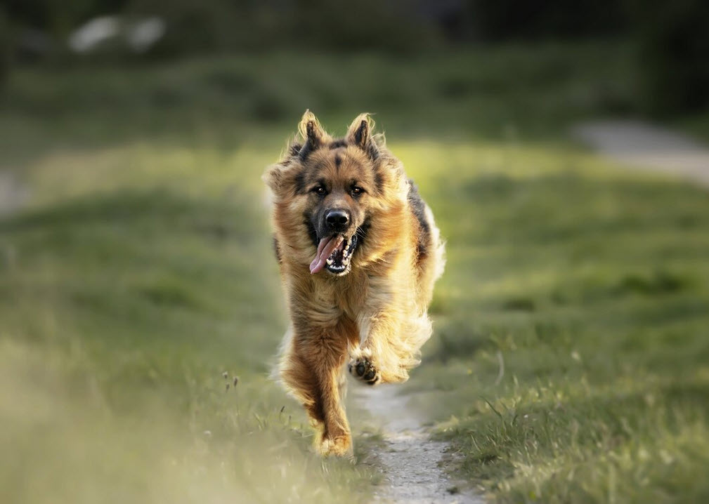 dog running